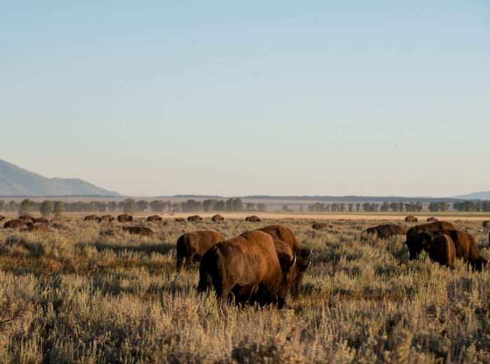 A herd of bison grazing in an open field with mountains in the background under a clear sky ends the scene.