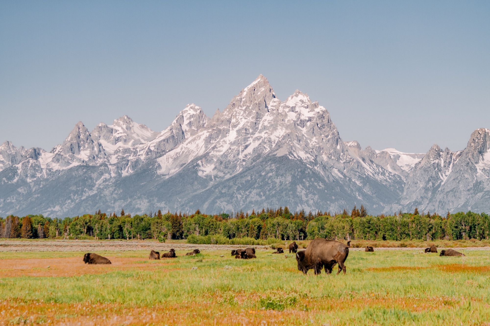 The image shows a herd of bison grazing on a green field with snow-capped mountains and a clear blue sky in the background.
